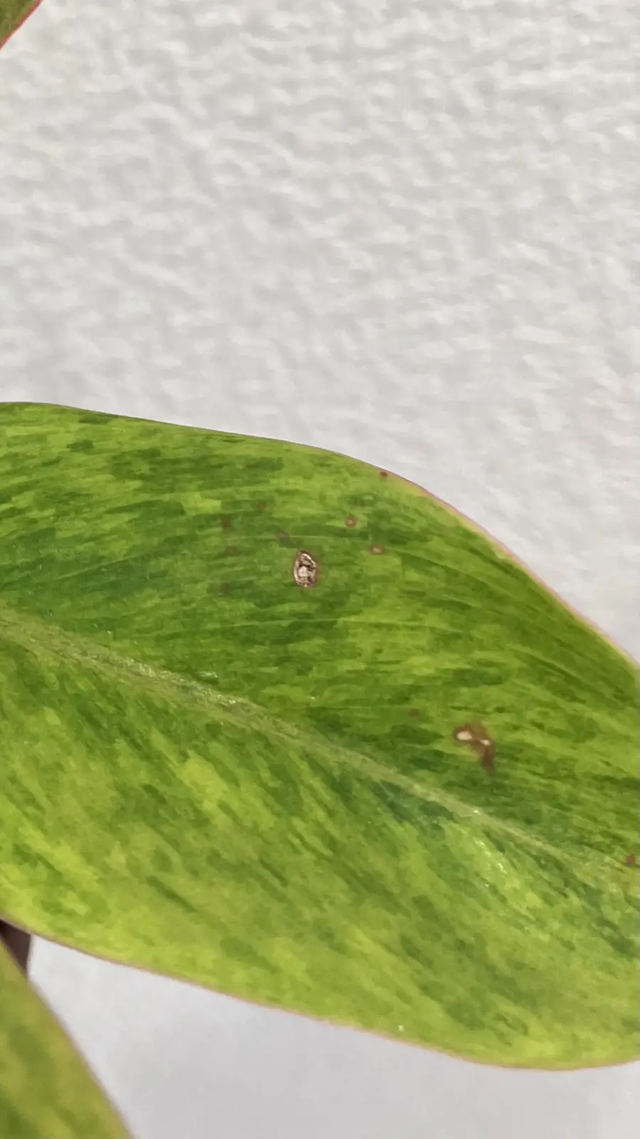 フィロデンドロン　オレンジマーマレード　