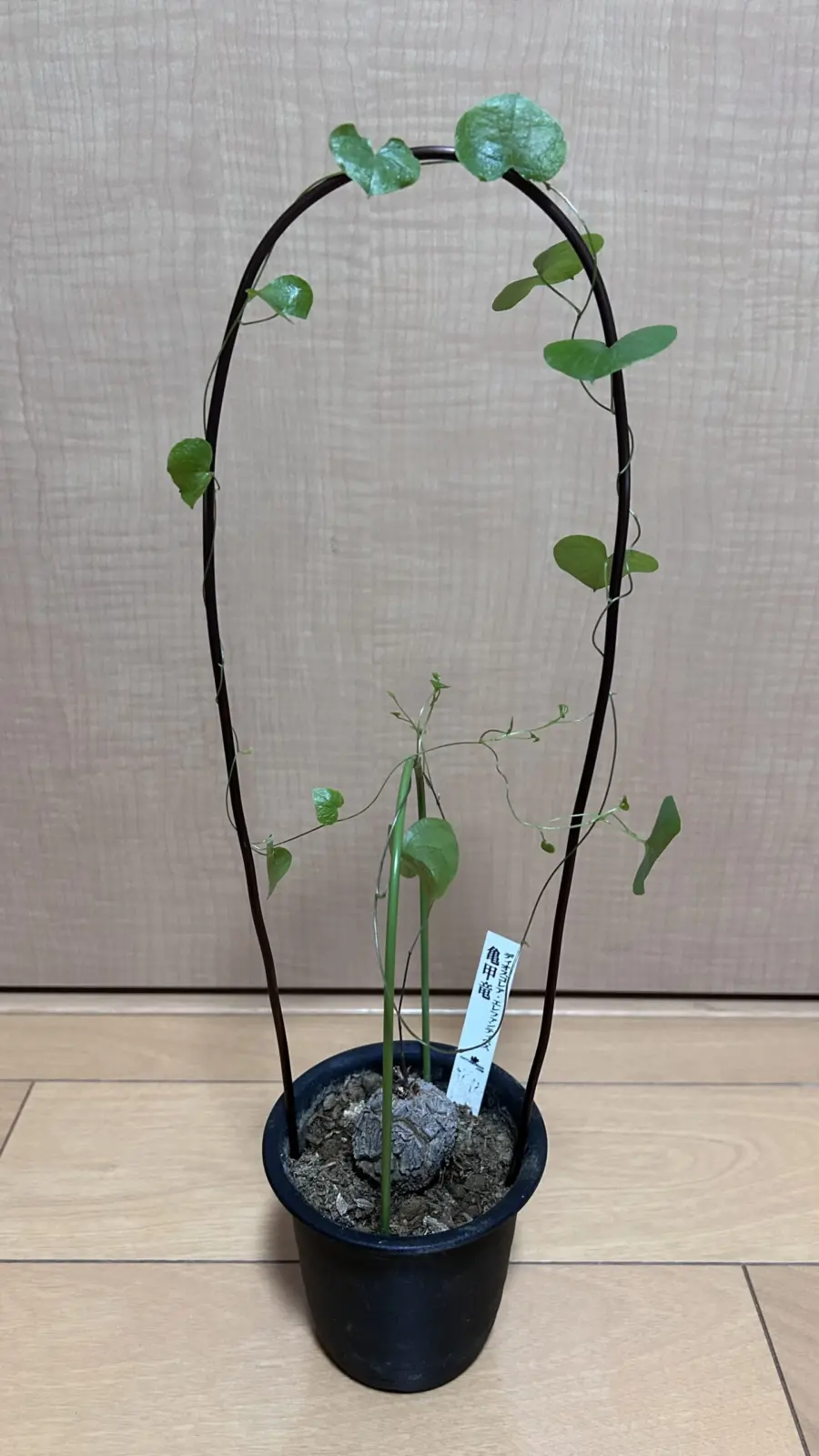 ディオスコレア エレファンティペス　亀甲竜