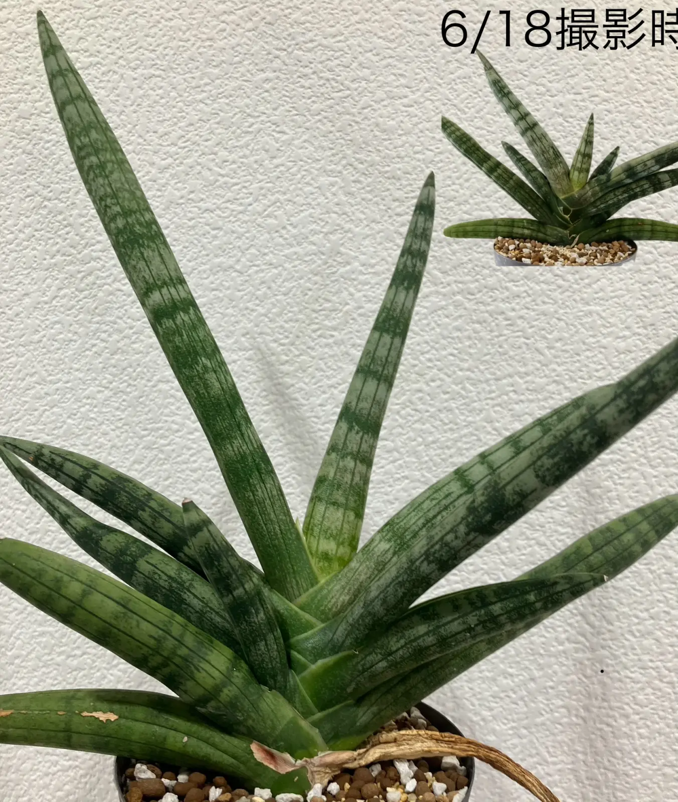 サンセベリア　ボンセレンシス　100均