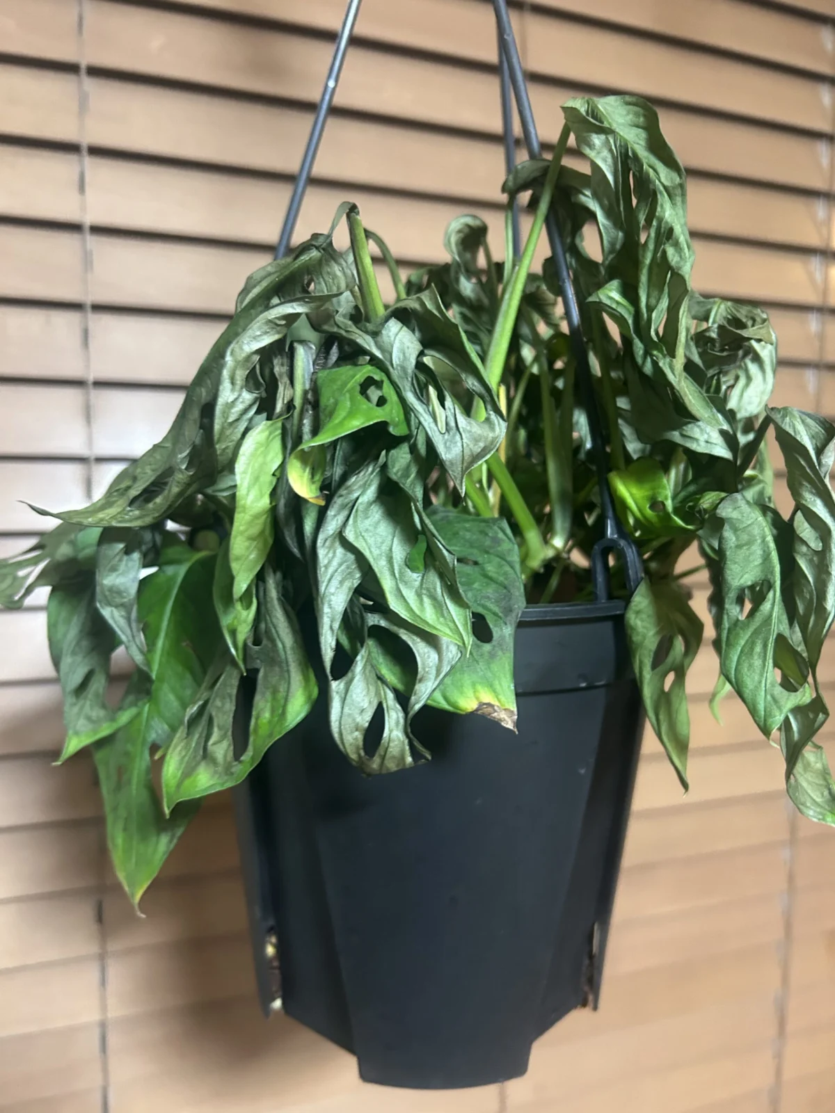 モンステラ　アダンソニー　マドカズラ　冷害