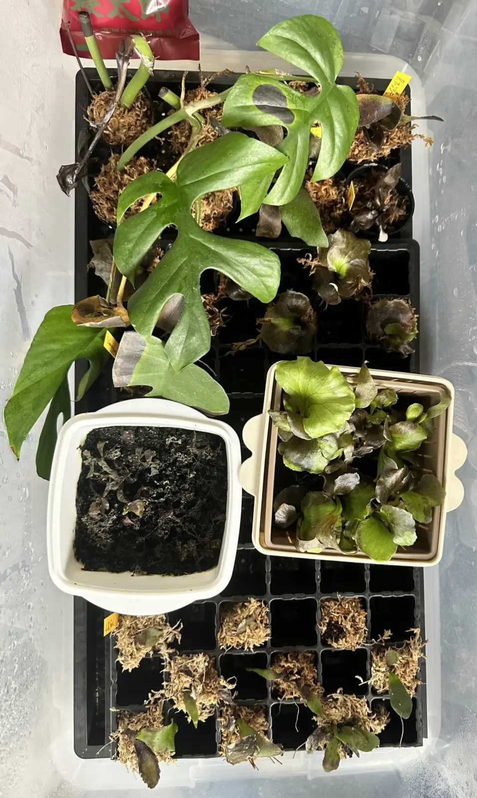 密閉　二酸化炭素添加