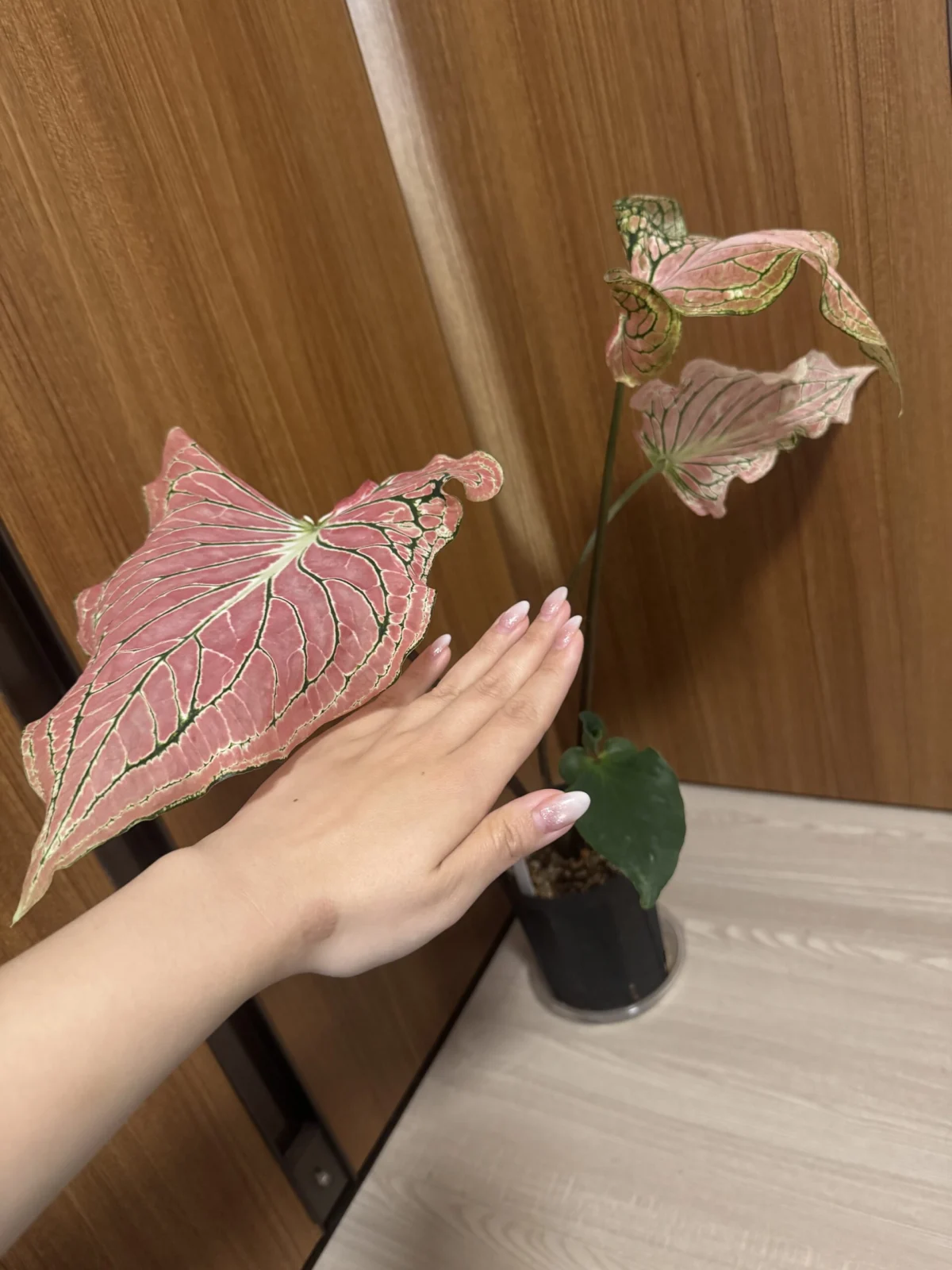 カラジウム ピンクシンフォニー