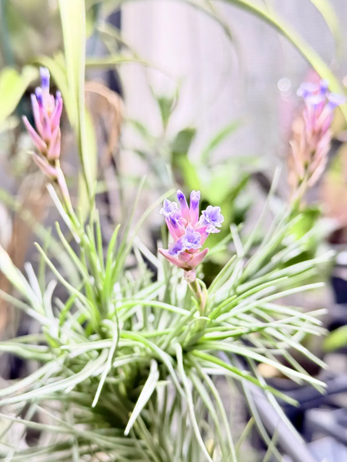 ティランジア　アラウジェイ×テヌイフォリア