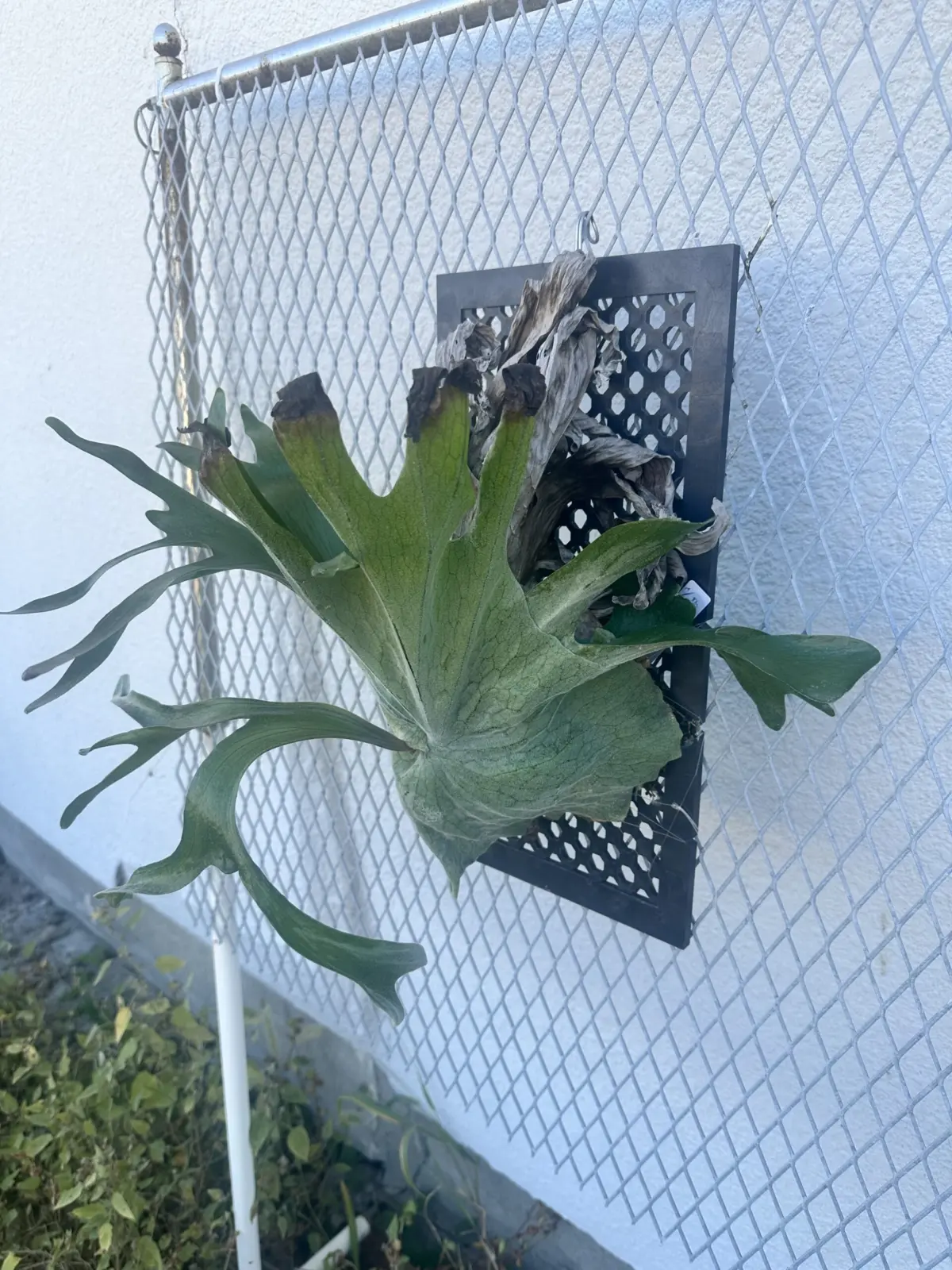 ビカクシダ グランデ スーパーバム