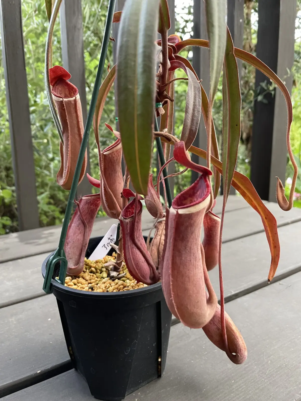 ネペンテス　アルボ　食虫植物　