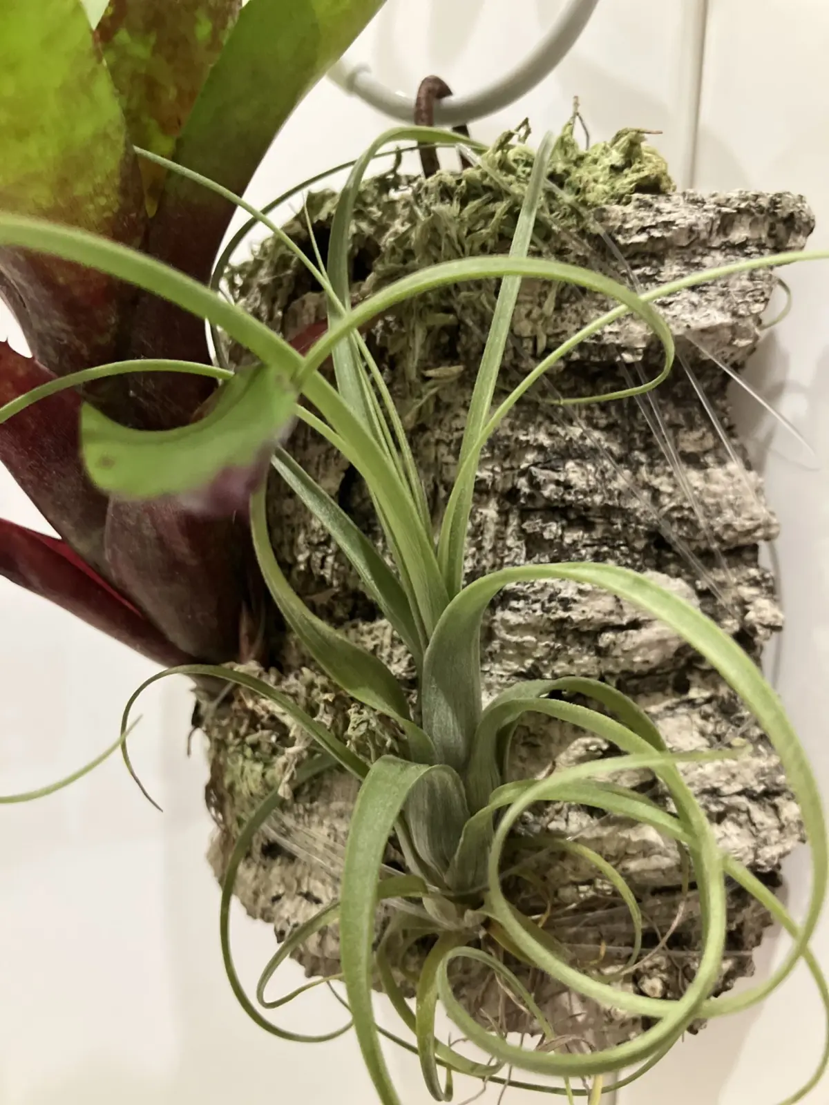 ティランジア　バルビシアーナ　100均