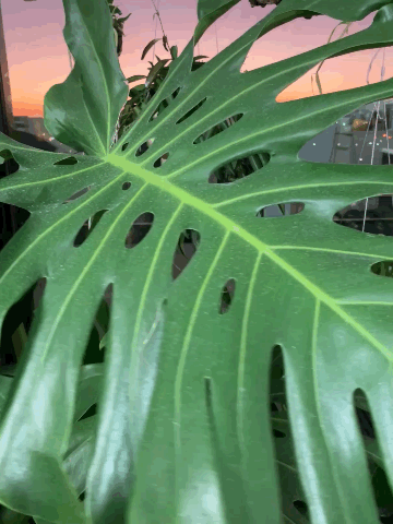 モンステラ デリシオーサ