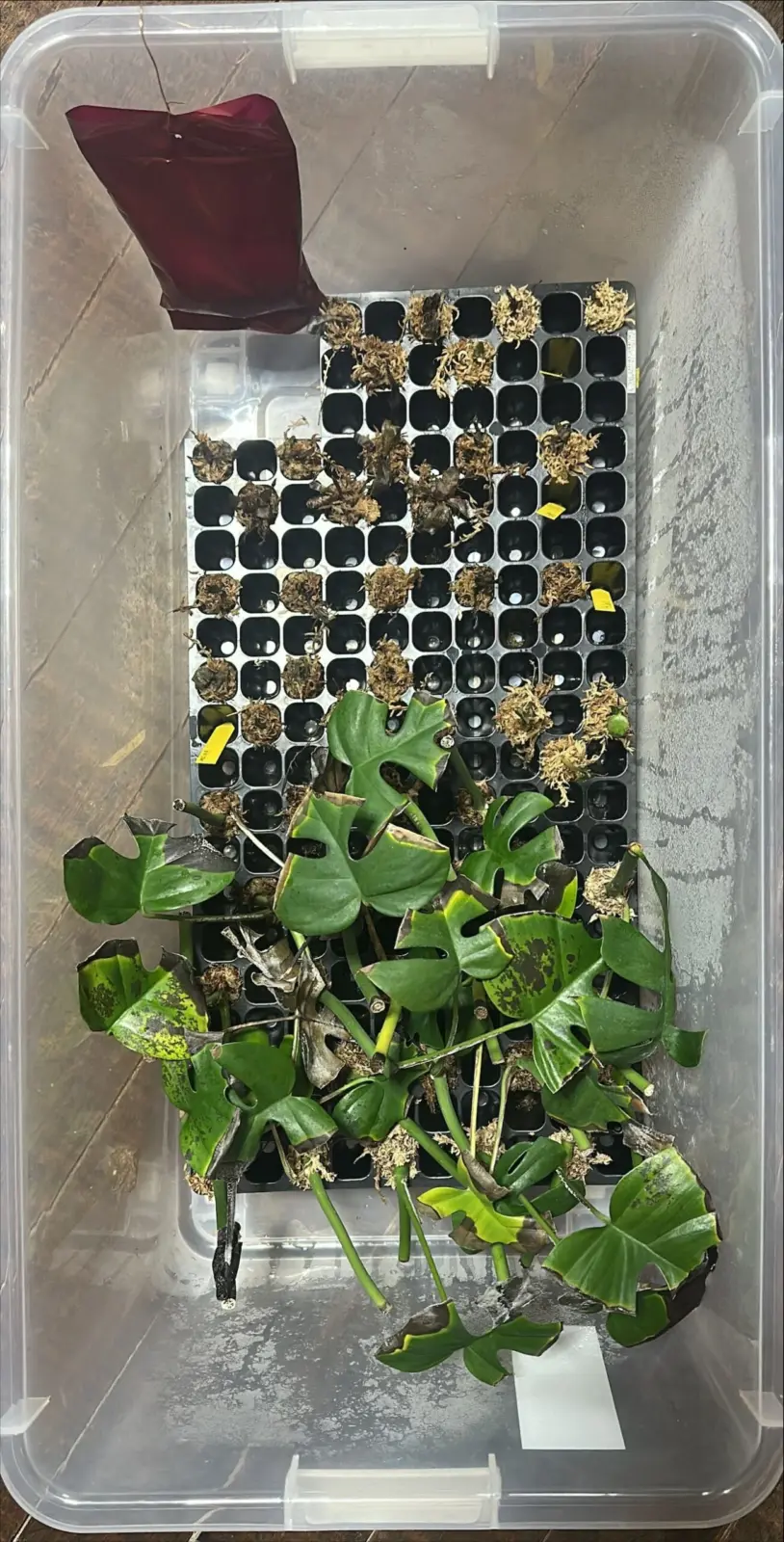 密閉　二酸化炭素添加