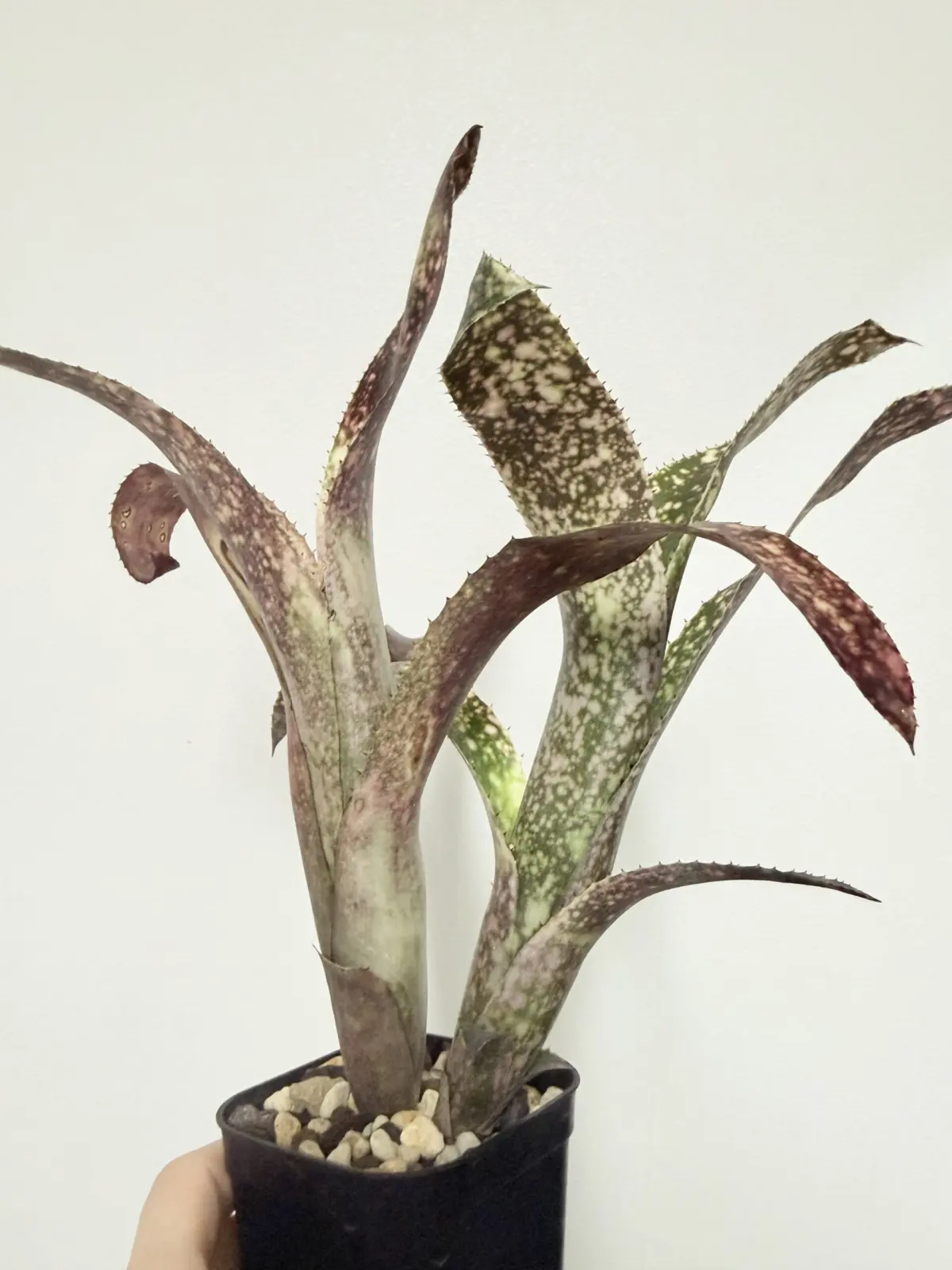 ビルベルギア フラアウワナ