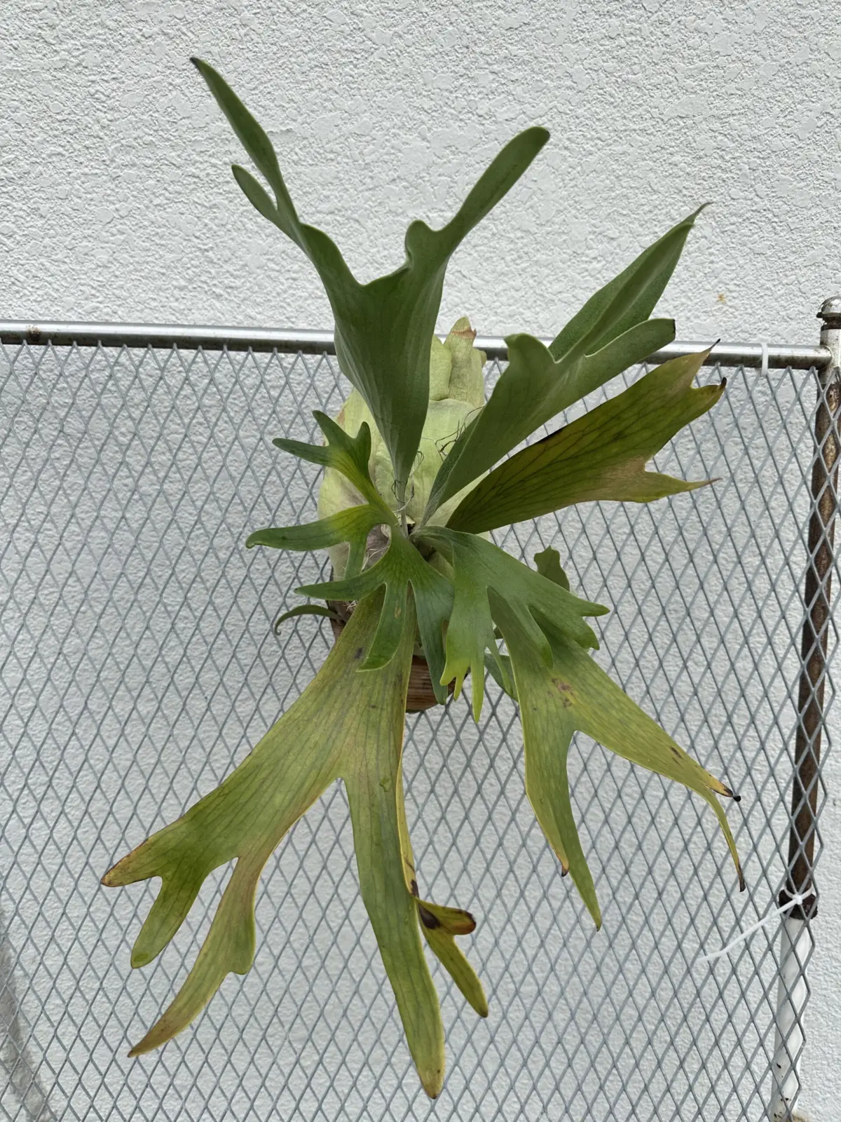 ビカクシダ　ネザーランド