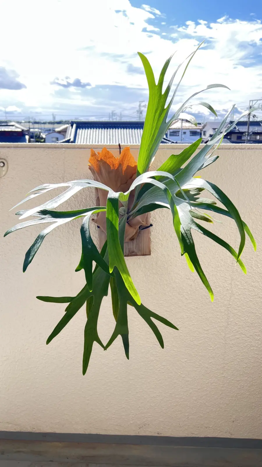 ビカクシダ ネザーランド