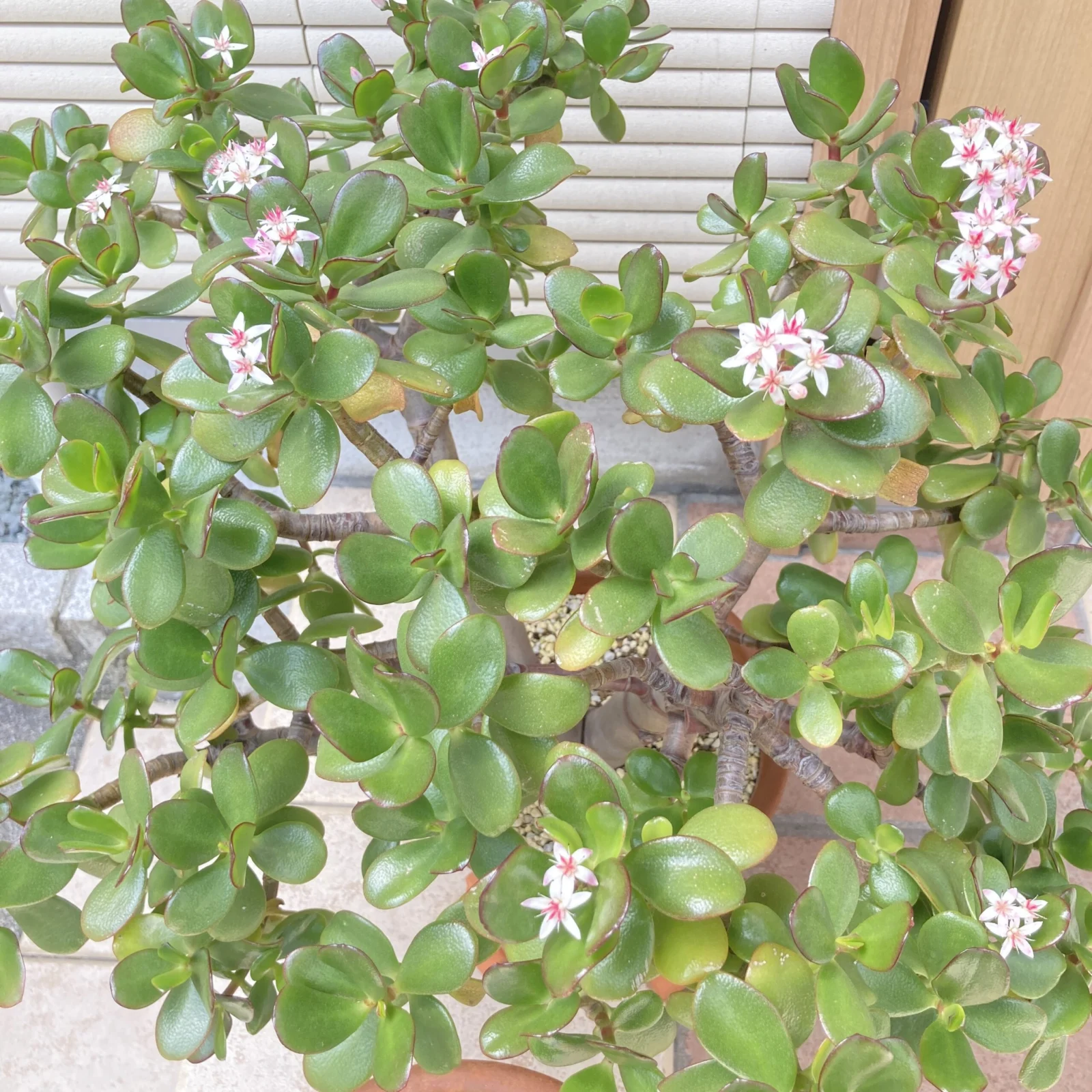 多肉植物　桜花月　金のなる木　開花