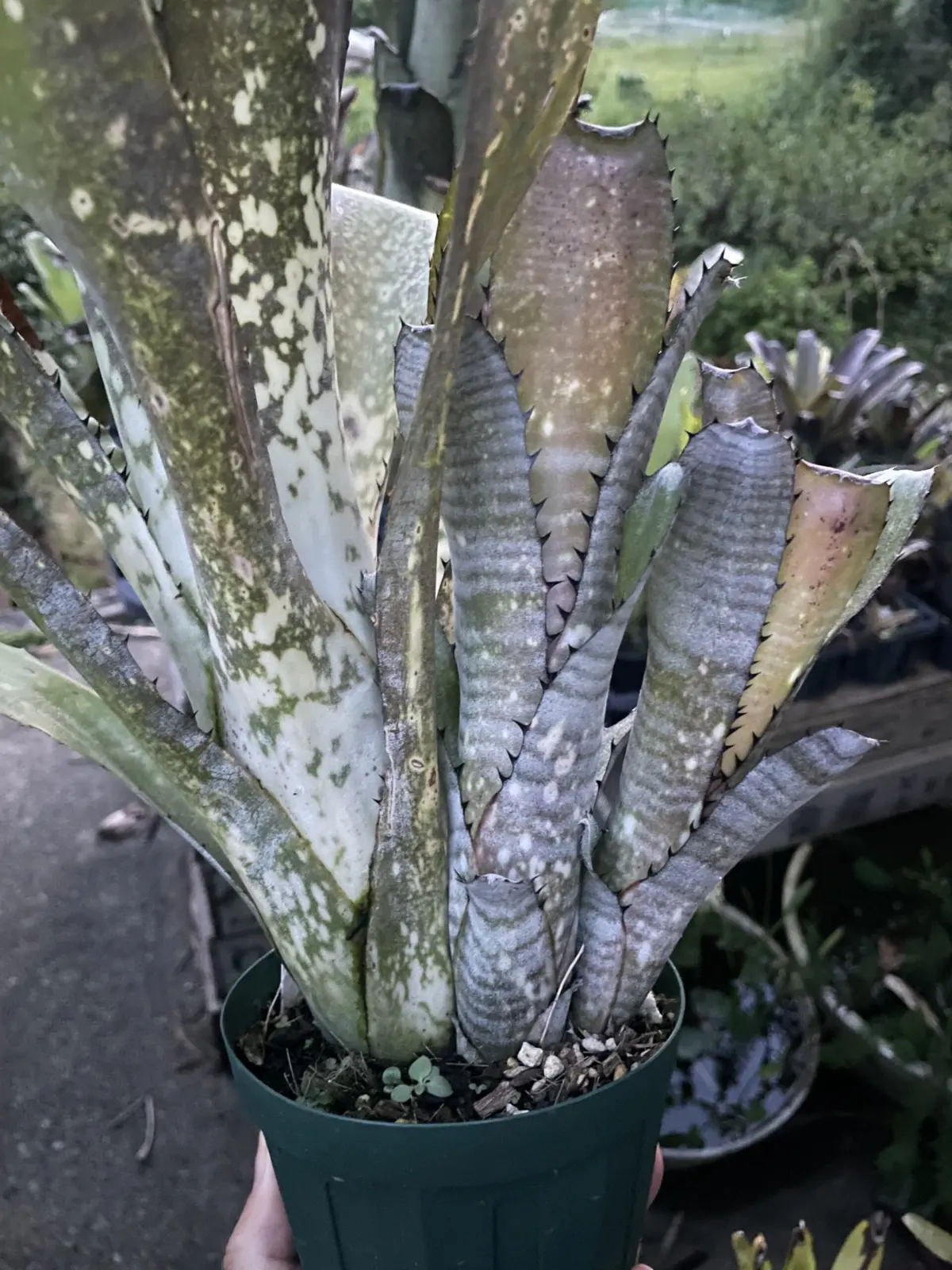 ビルベルギア　カハカイ