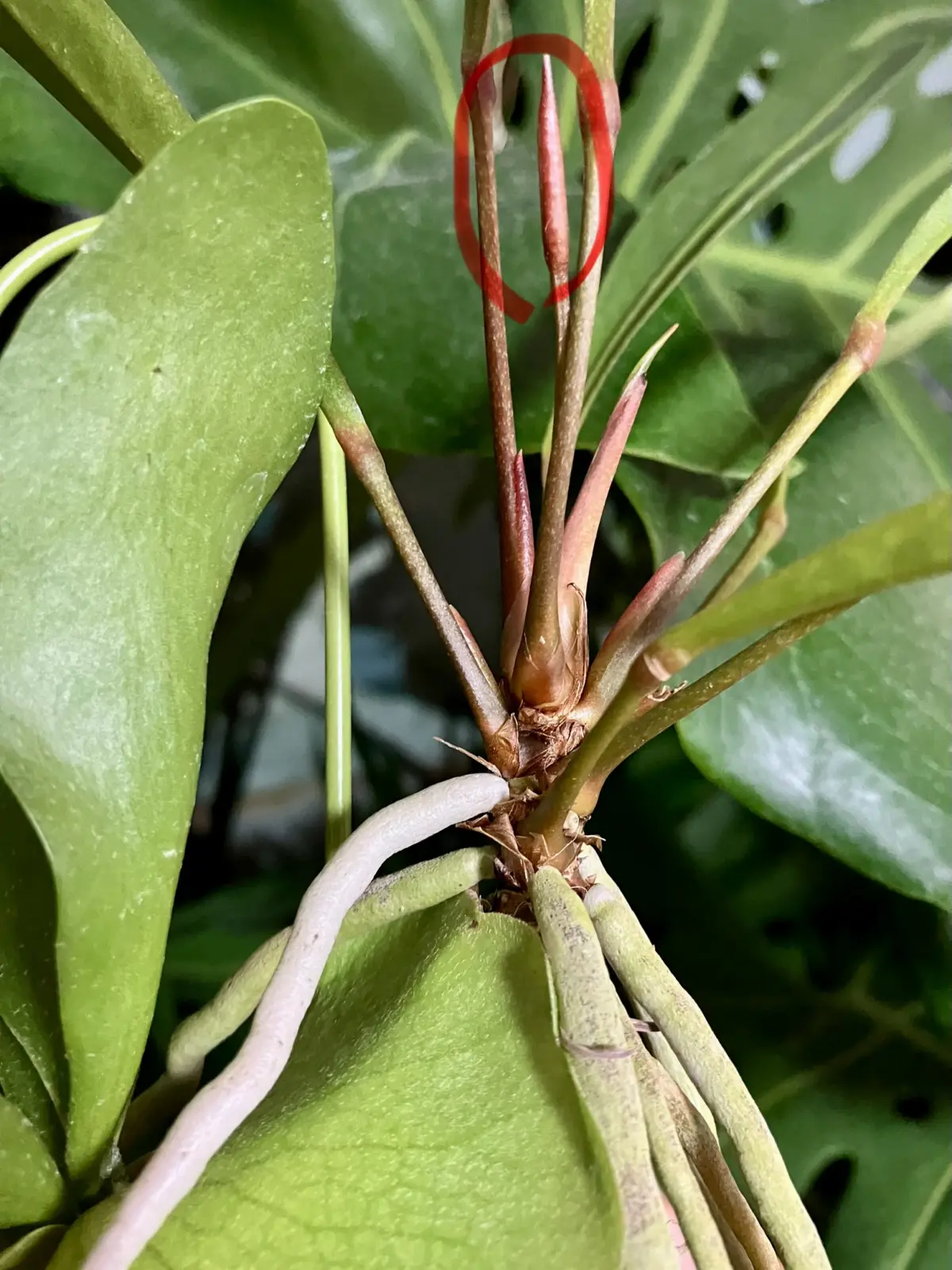 アンスリウム　グラシレ