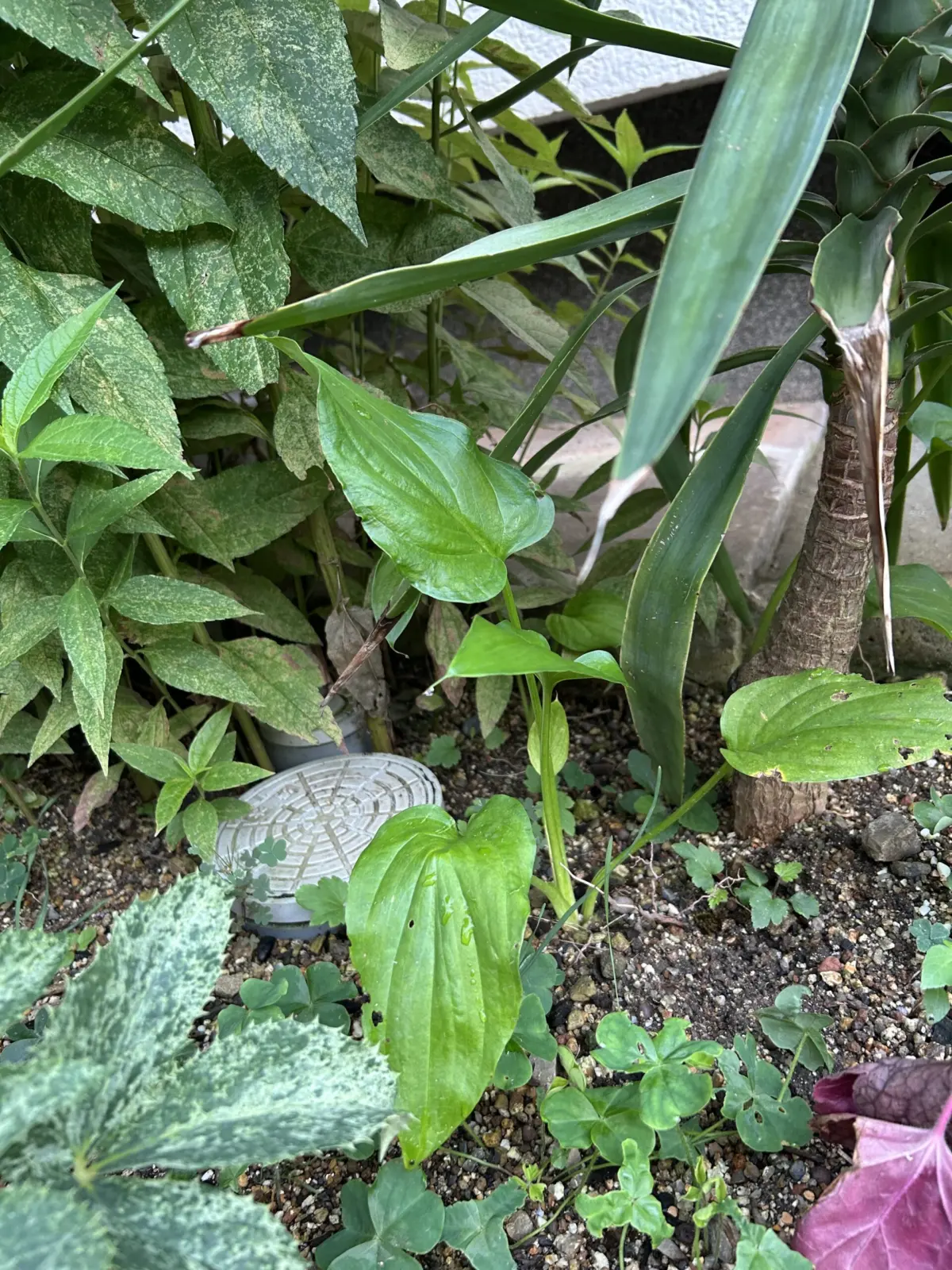 アロイド ジウエ フメイシュ