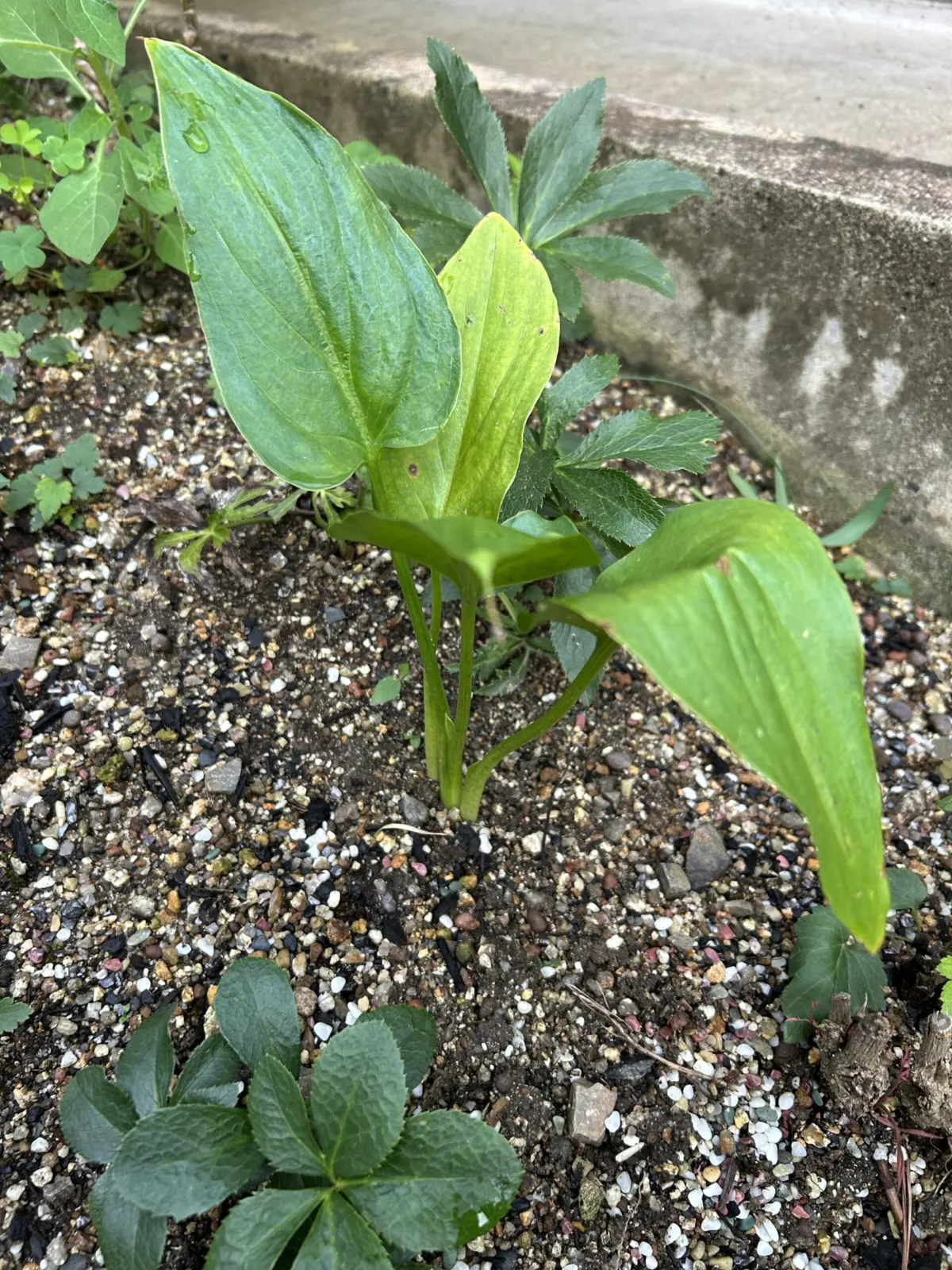 アロイド ジウエ フメイシュ