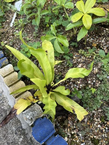 タニワタリ