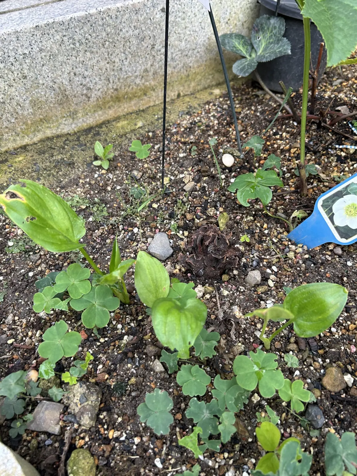 アロイド ジウエ フメイシュ②