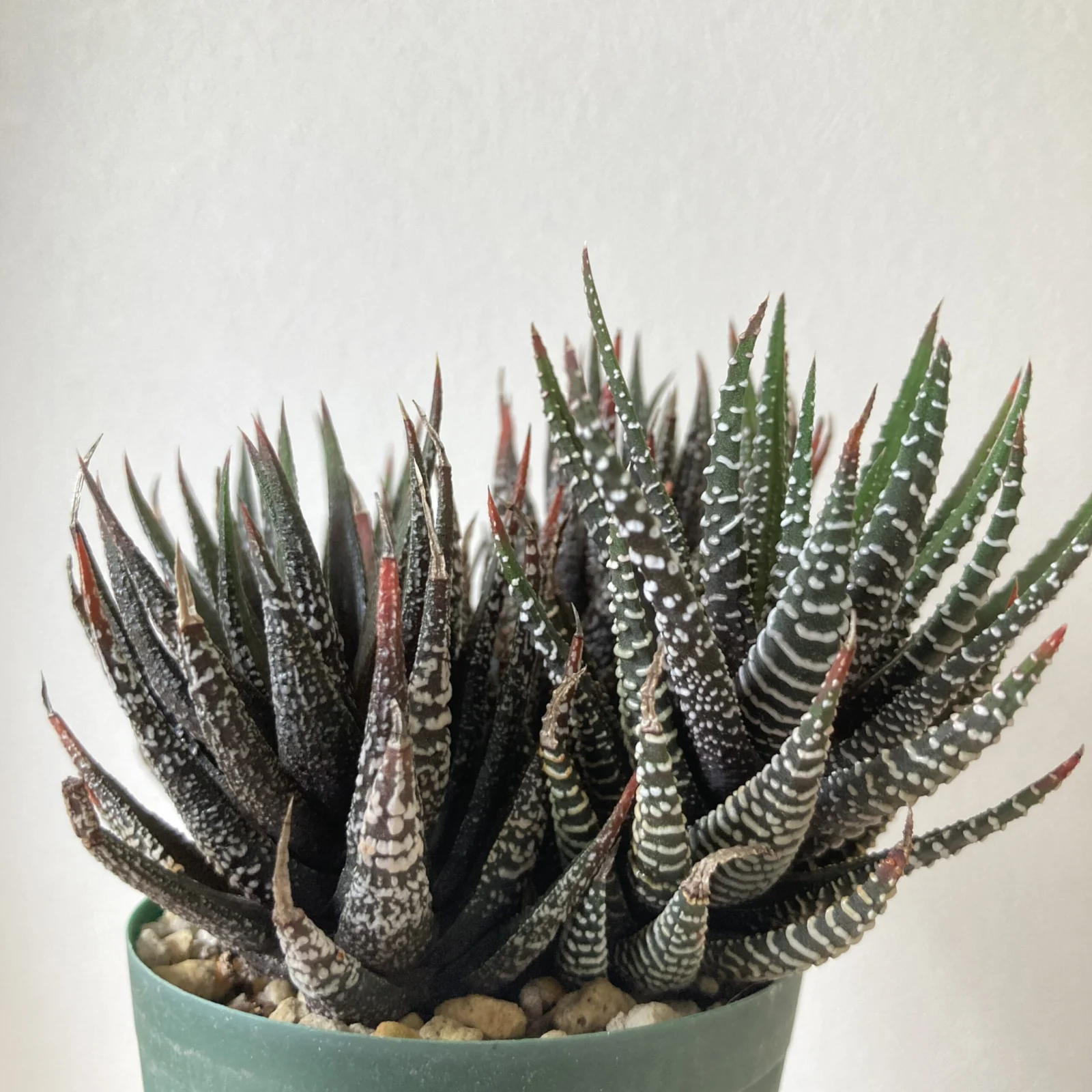 ハオルチア　十二の霜　多肉植物　先祖がえり