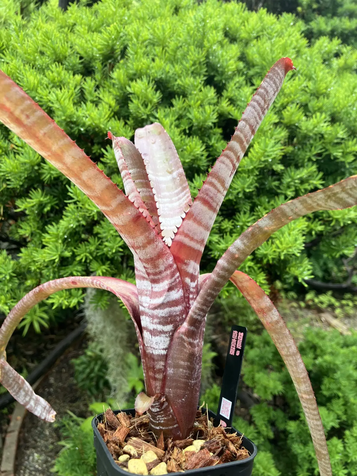 エクメア　クランベリーフロスト