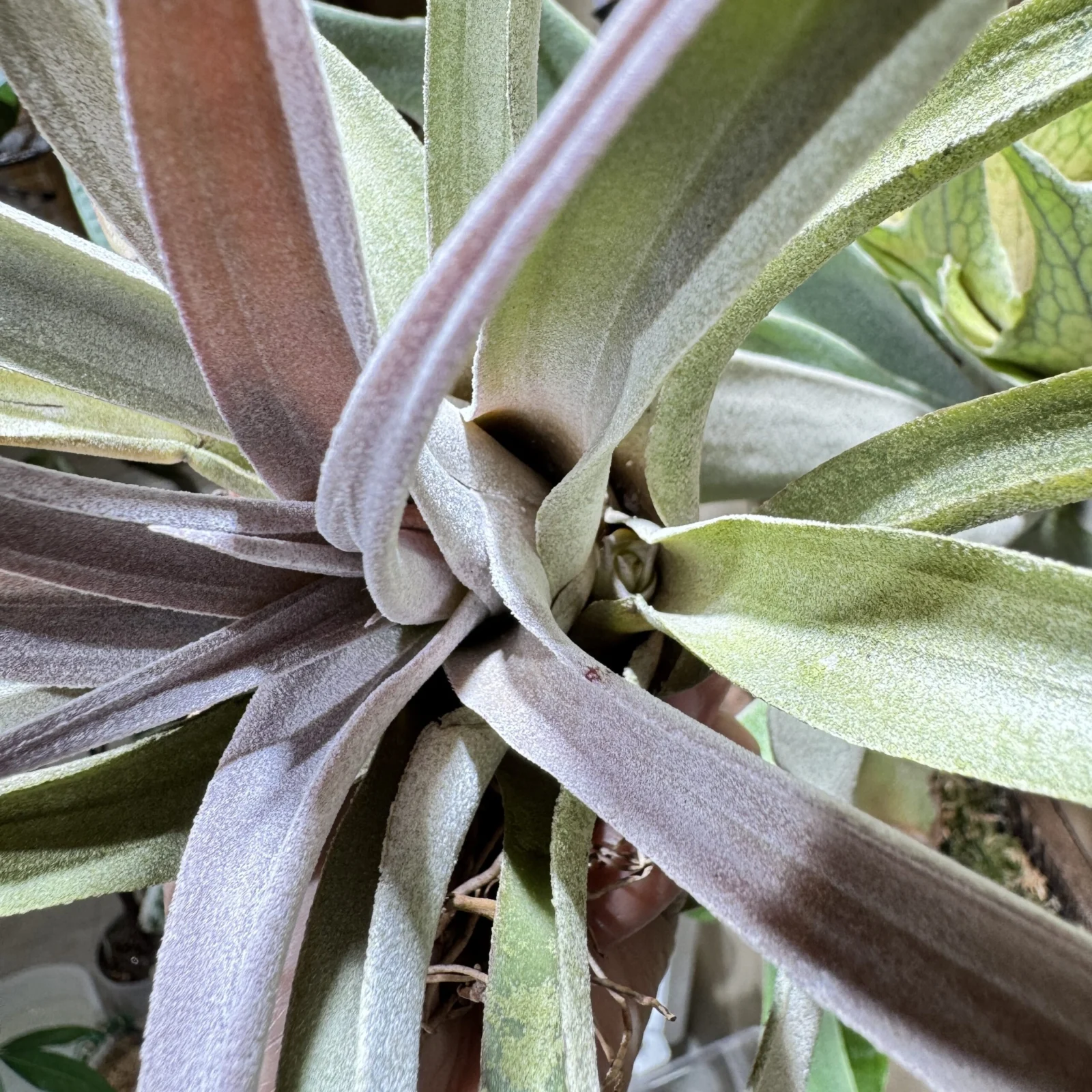 ティランジア チアペンシス