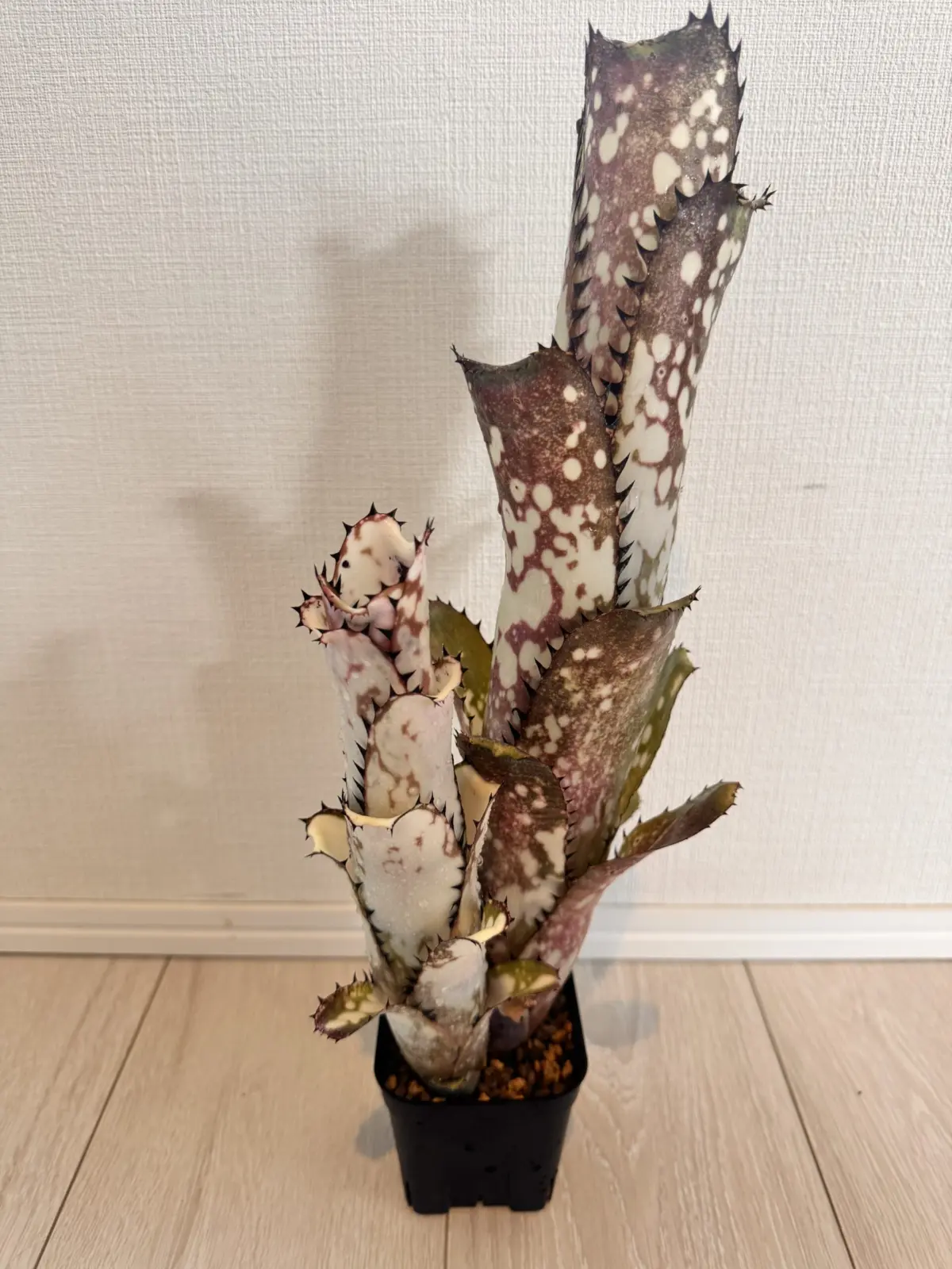 ビルベルギア　カハカイ