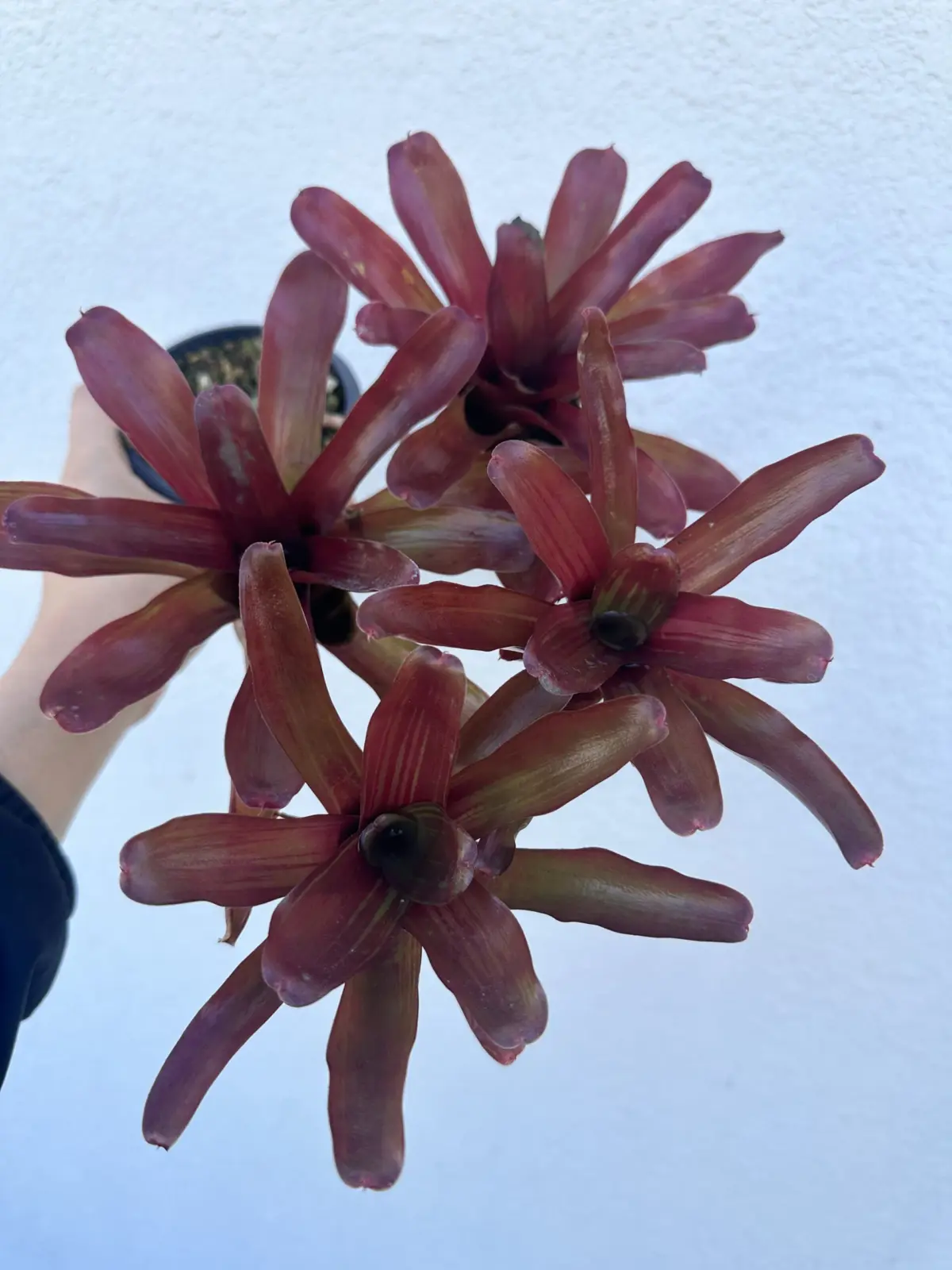 ネオレゲリア　レッドファイアーボール