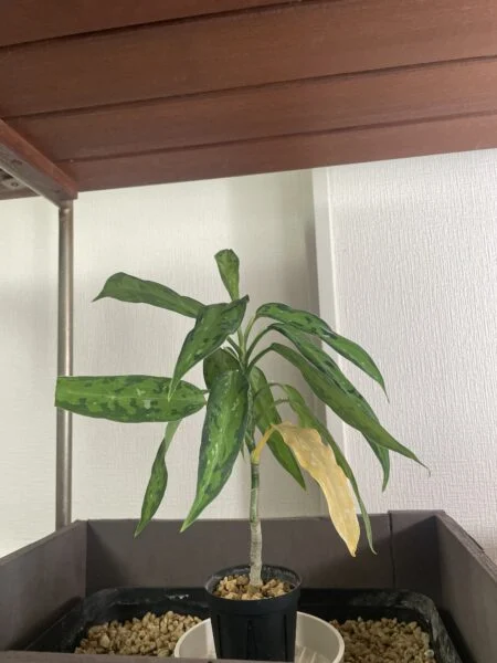 アグラオネマ　ピクタム　細葉