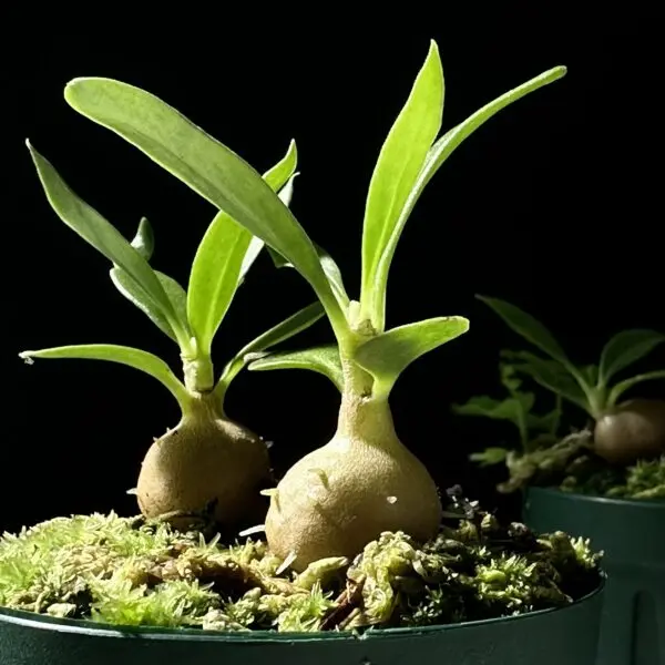 ミルメコディア　ベッカリー　実生　蟻植物