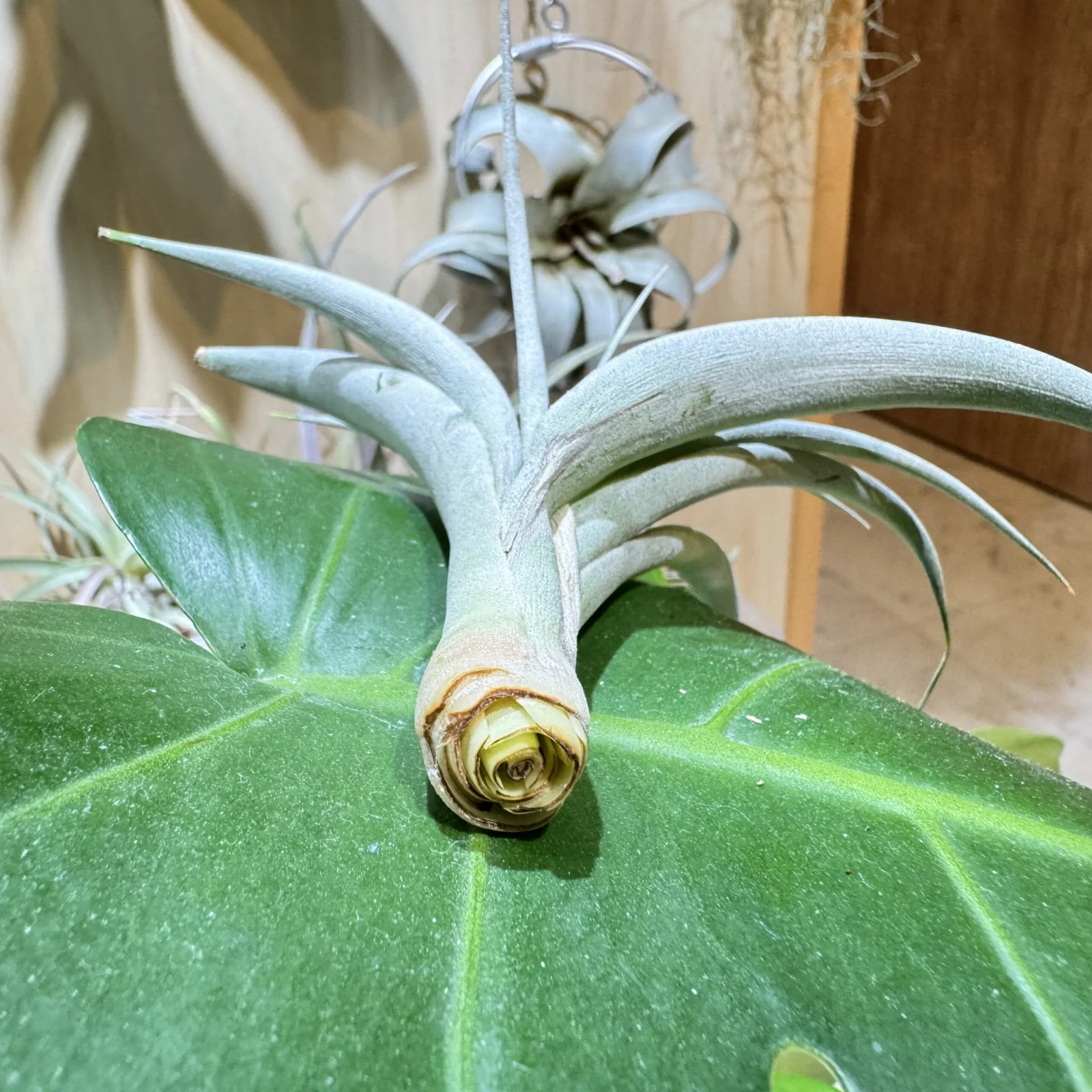 ティランジア キセログラフィカ