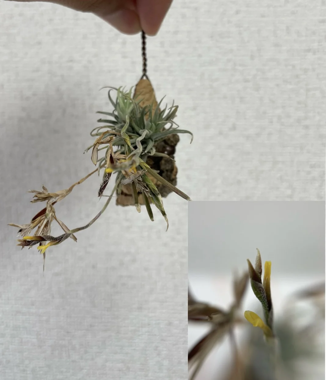 ティランジア　ロリアセア