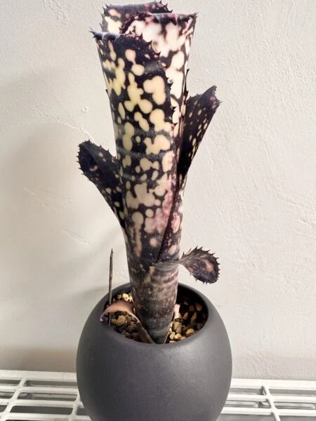 ビルベルギア　ハナホウ