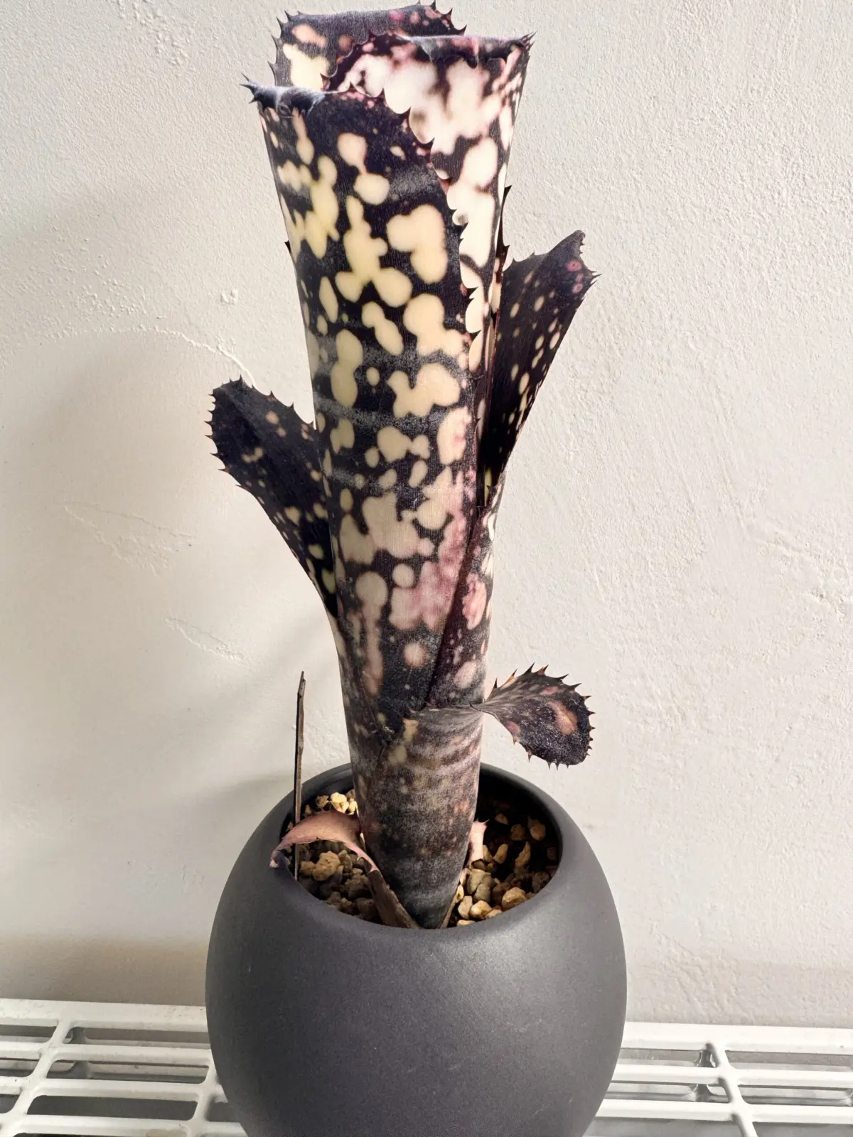 ビルベルギア　ハナホウ