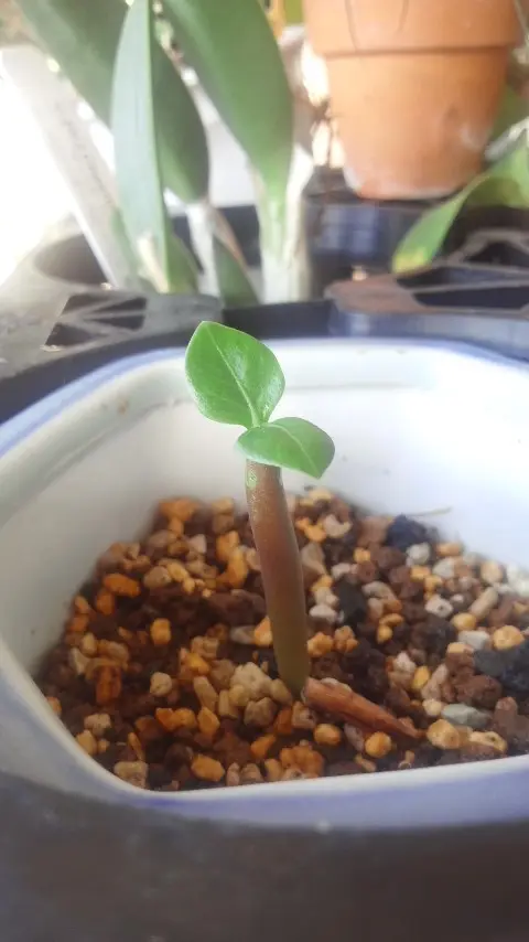 アデニウム　アラビカム双葉