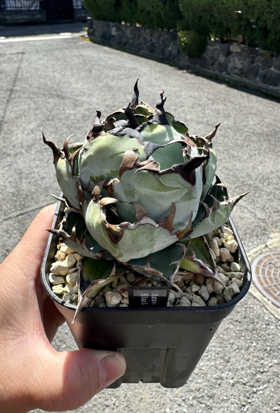 アガベ　チタノタ　ブラックアンドブルー　多肉植物