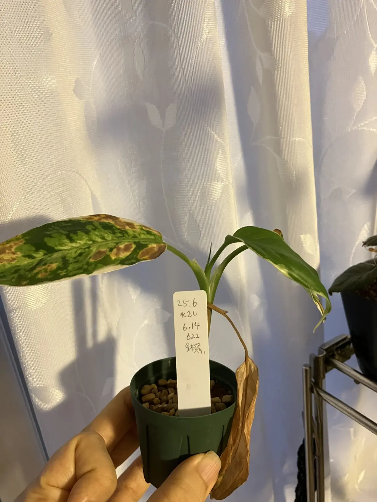 ディフェンバキア　挿し木