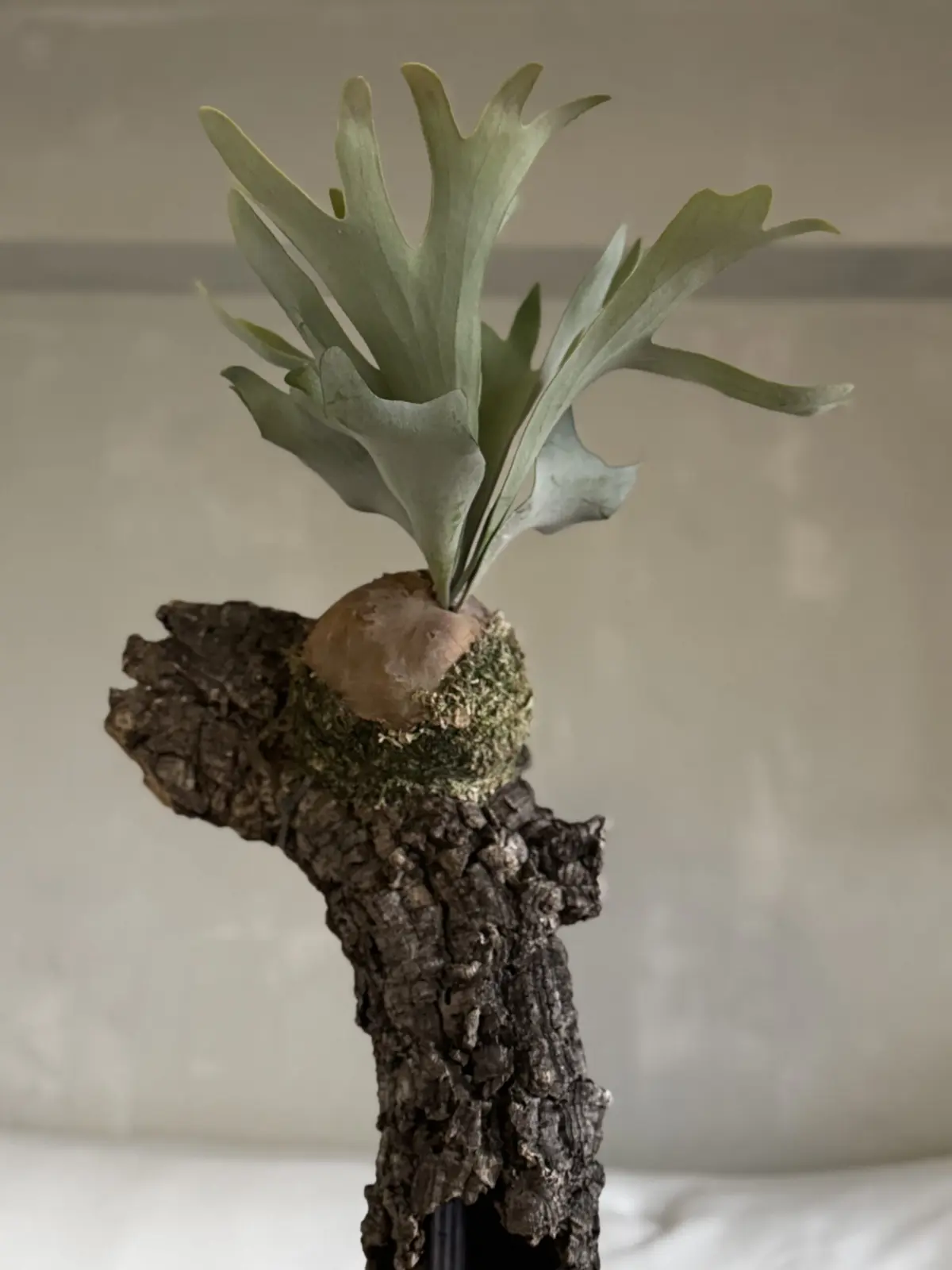 ビカクシダ バンビ