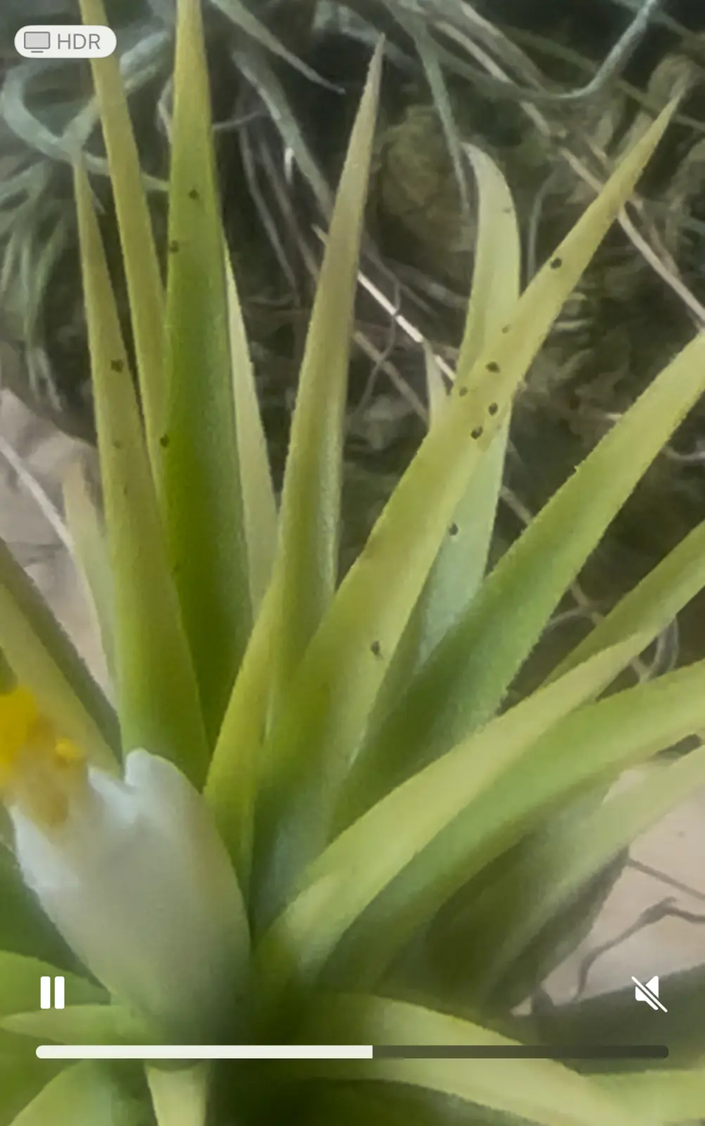 バハママルコバネダニ　益虫