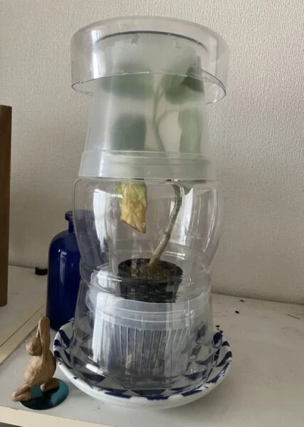 アグラオネマ ピクタム 保湿ひとすじ