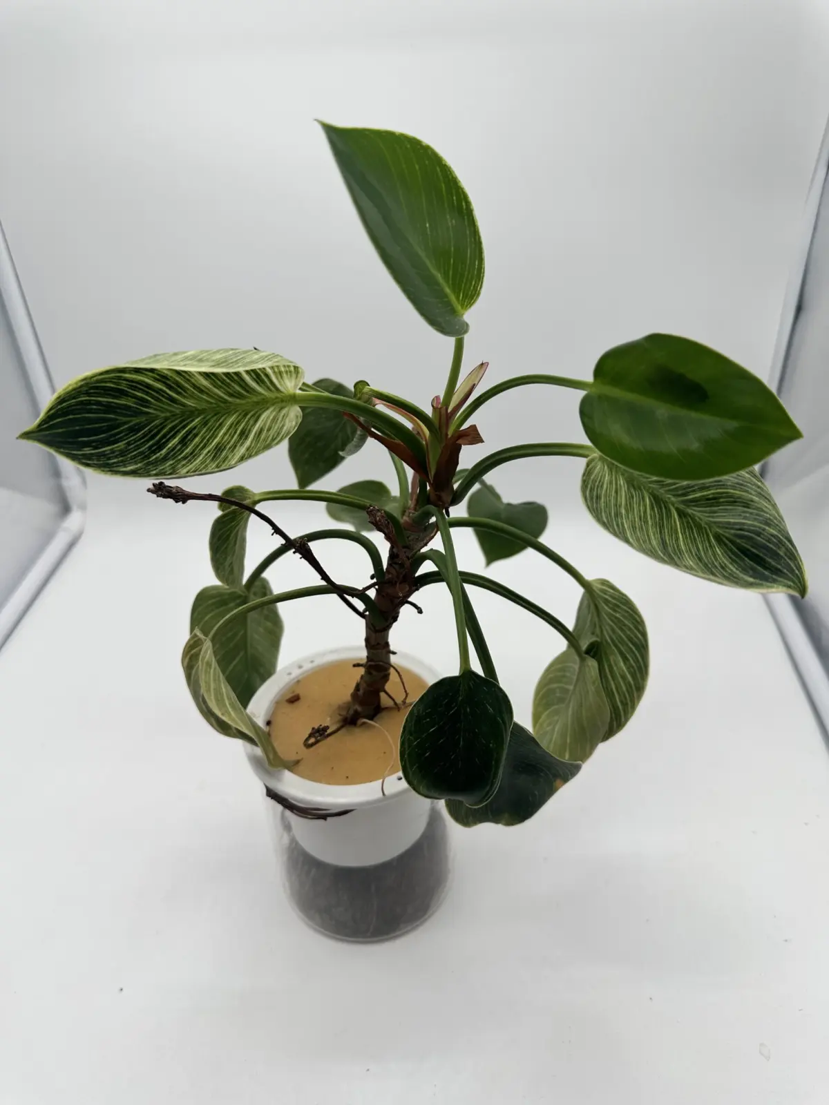 フィロデンドロン　バーキン　水耕栽培　水抜き