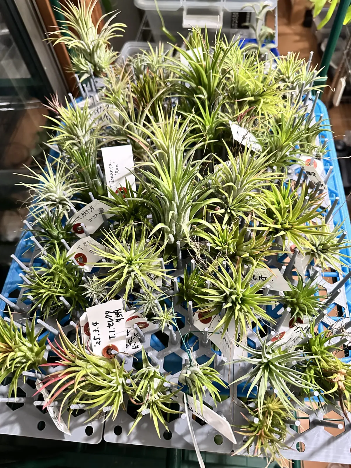 ティランジア　イオナンタ