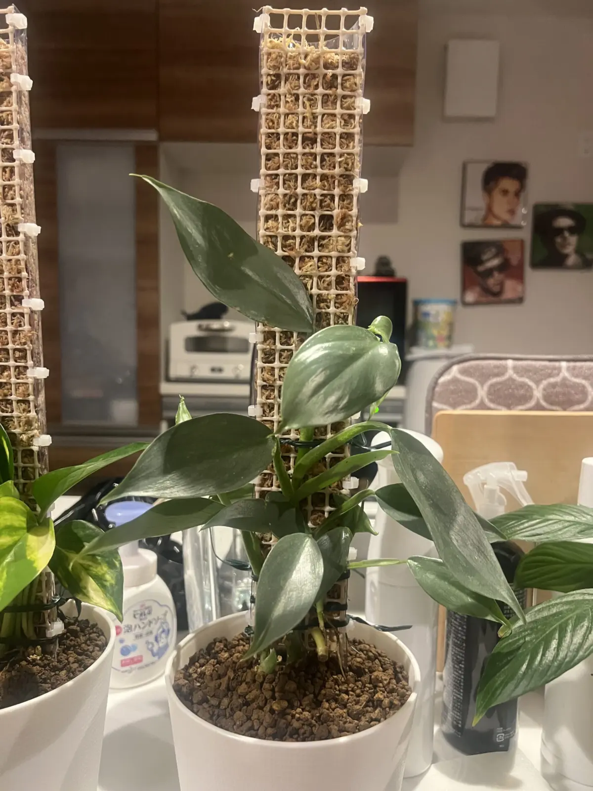 フィロデンドロン　シルバーメタル