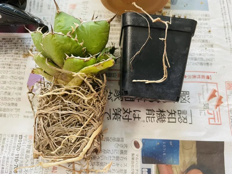 アガベ　チタノタ　オテロイ　その1 植え替え　根