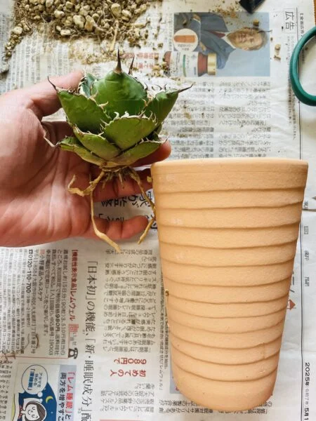 アガベ　チタノタ　オテロイ　その2 植え替え　根　鉢