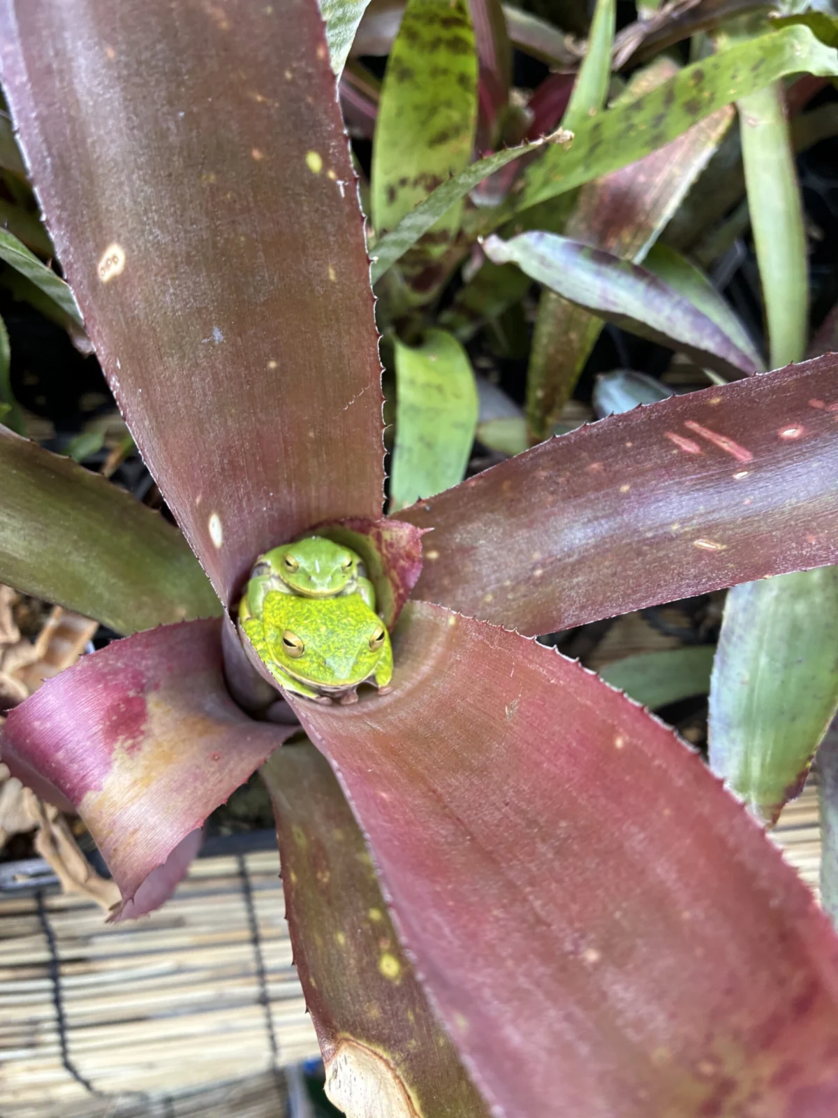 ビルベルギア　カリコ　カエル