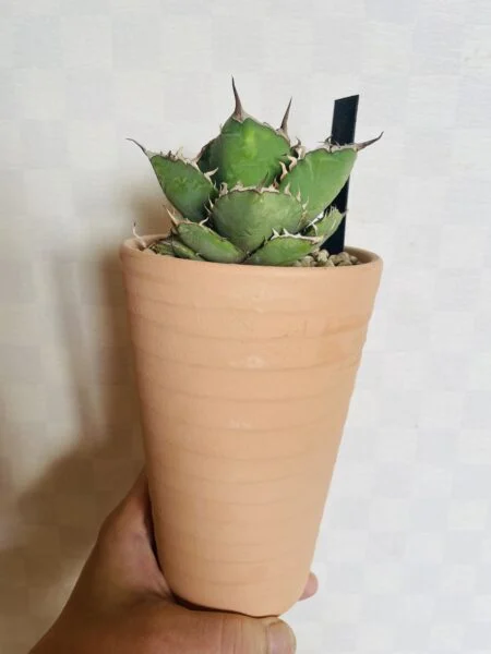 アガベ　チタノタ　オテロイ　その3 植え替え　