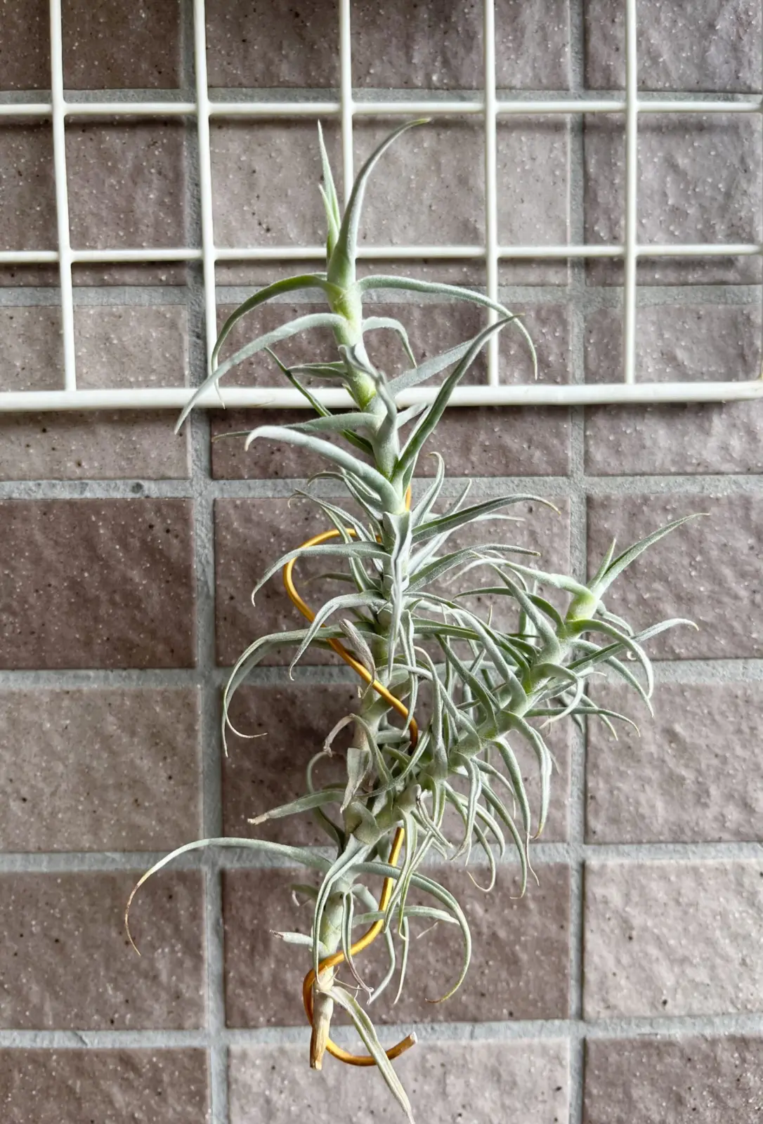 ティランジア ディアグイテンシス