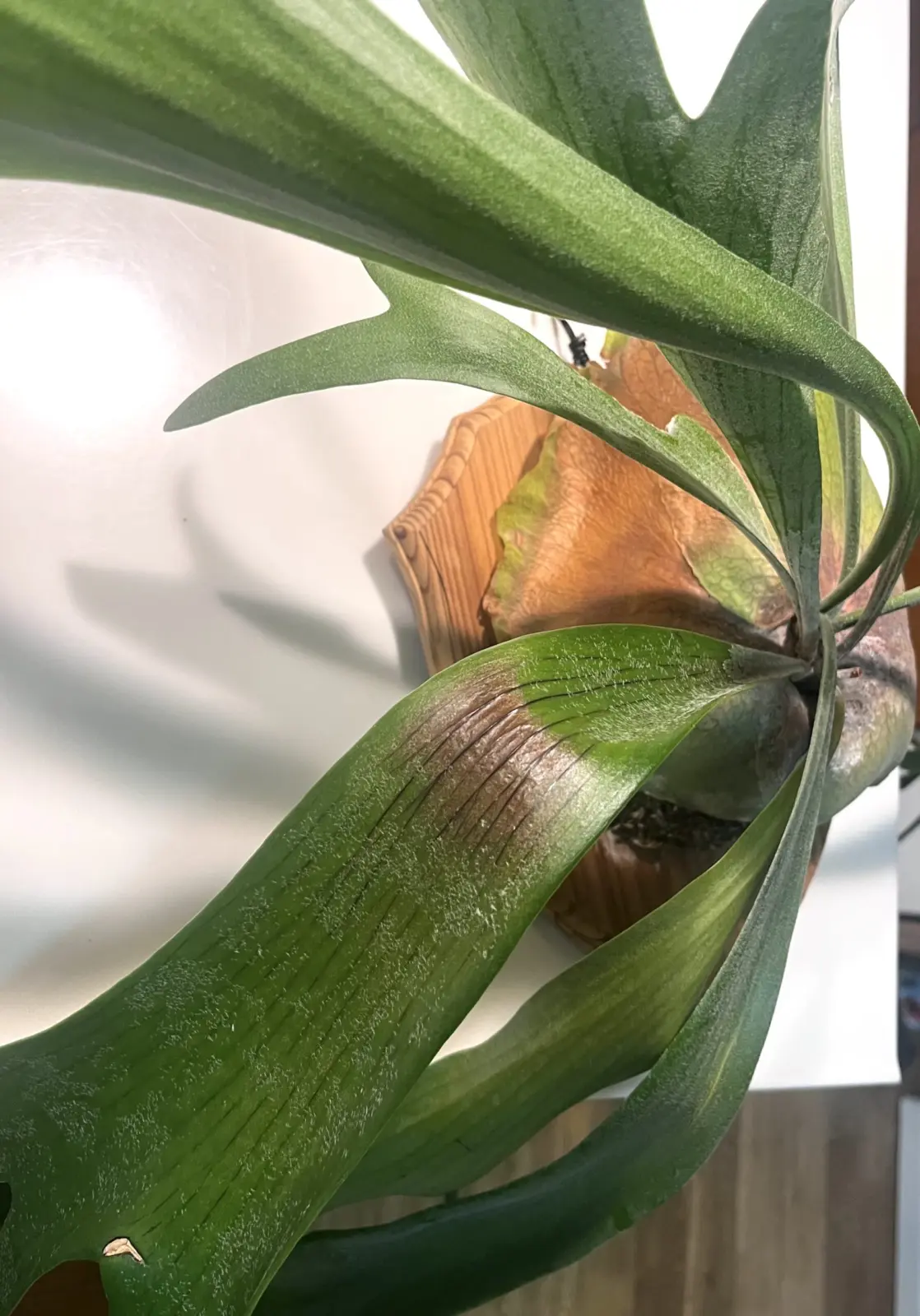 ビカクシダ　アルキコルネ