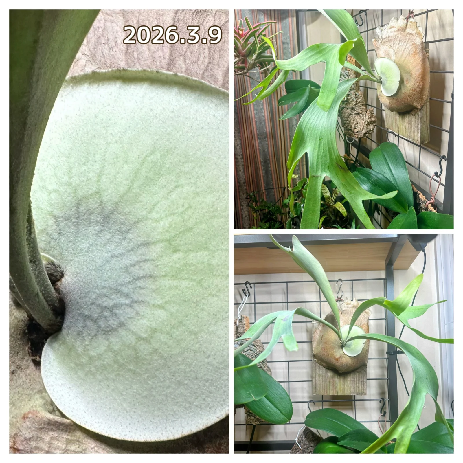 ウィリンキー(W5 )× ディバーシフォリウム 胞子培養