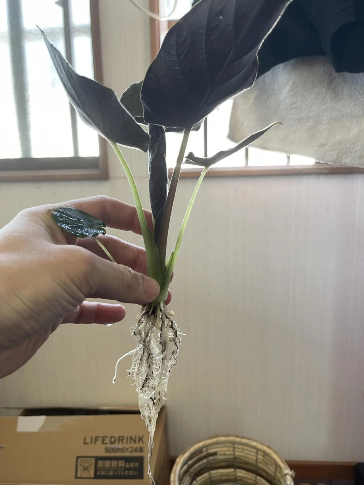 アントロベルベット